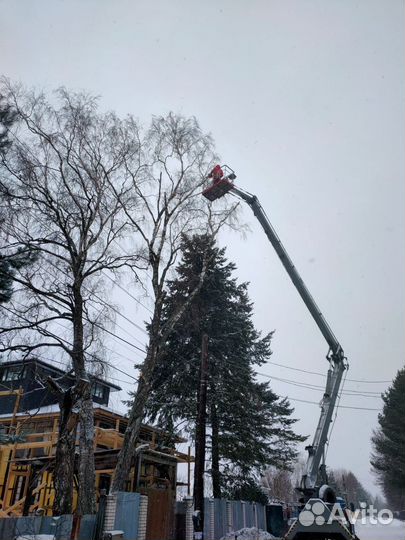 Спил деревьев, расчистка участка, вывоз мусора