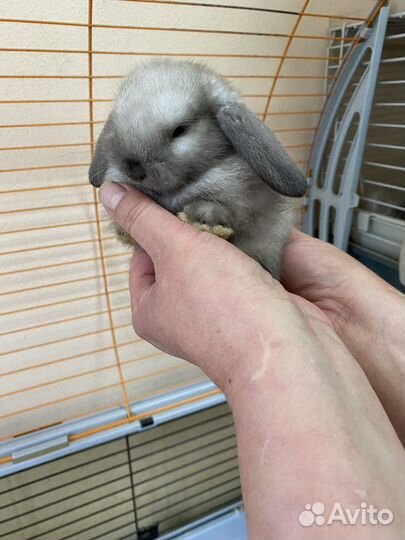 Декоративные кролики вислоухие барашки