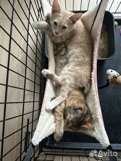 Котята в дар