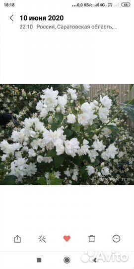 Жасмин (чубушник)