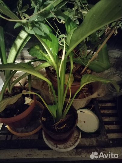 Спатифиллум