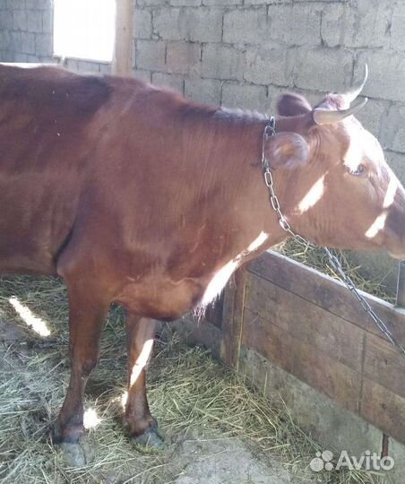 Корова на праздник Курбан байрам