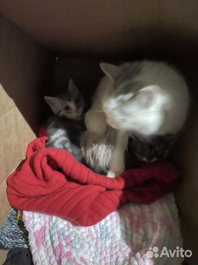 Котята