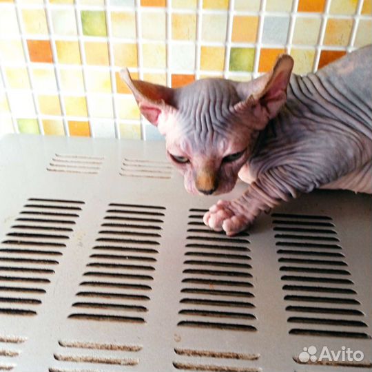 Канадский сфинкс котенок