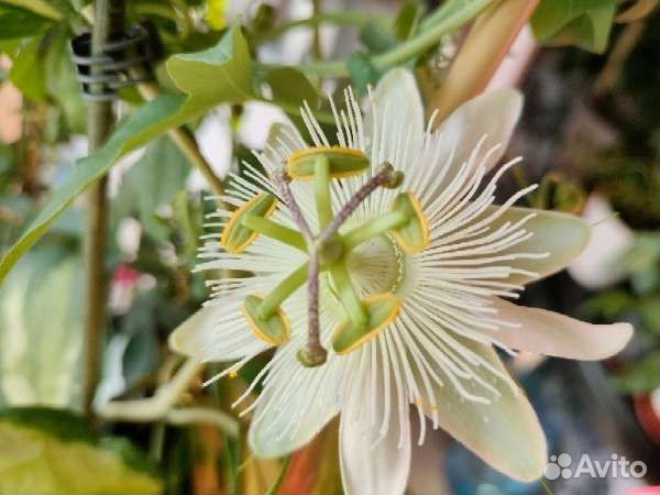 Пассифлора