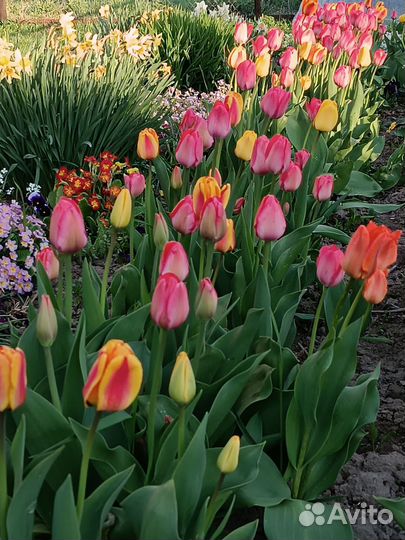 Букеты тюльпанов, срезка