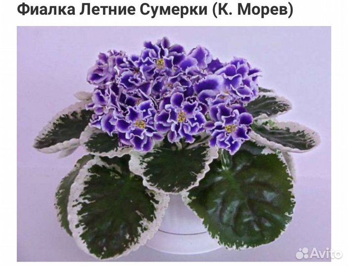 Детки сортовых фиалок