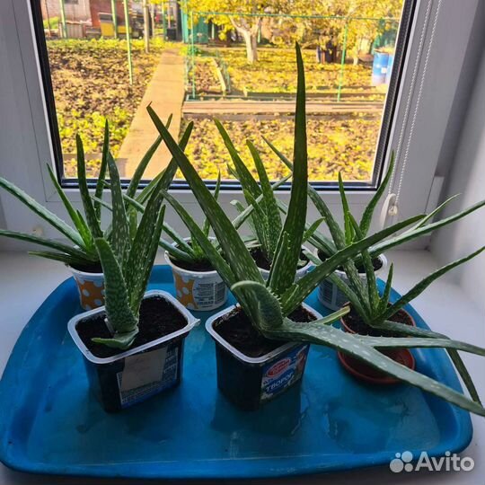 Алоэ,алоэ вера