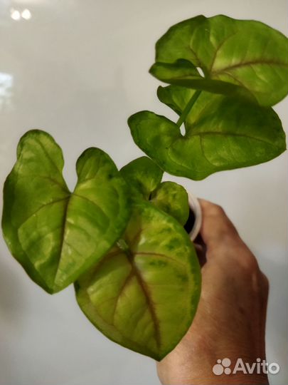 Комнатные растения цветы