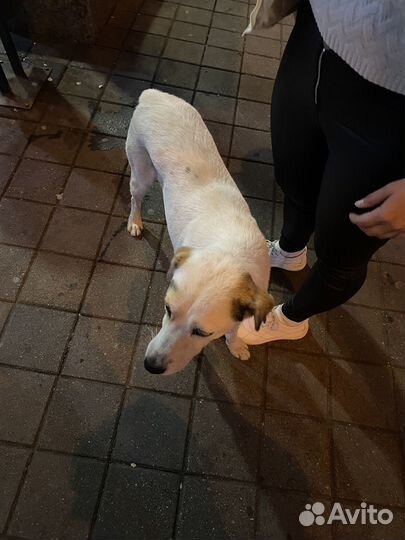 Собака в добрые руки