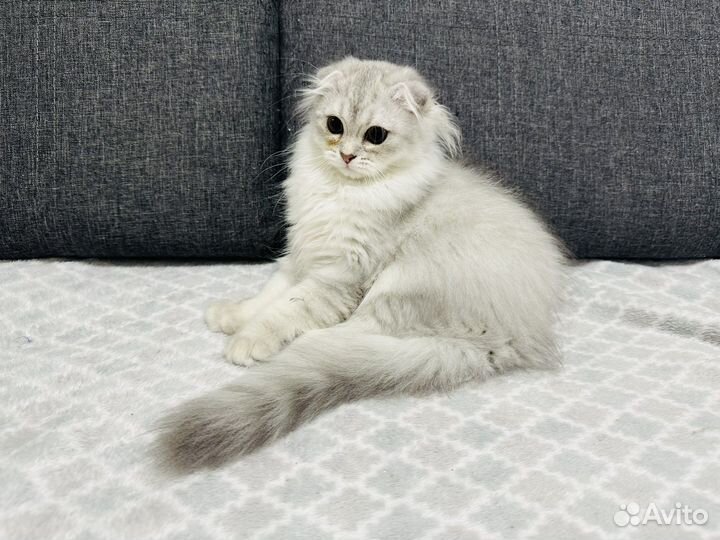 Шотландский котенок фолд