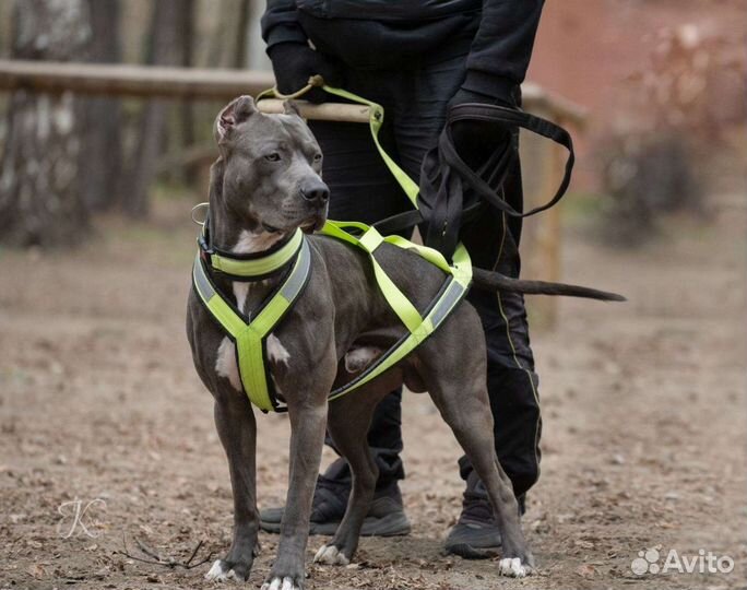 Вязка Питбуль