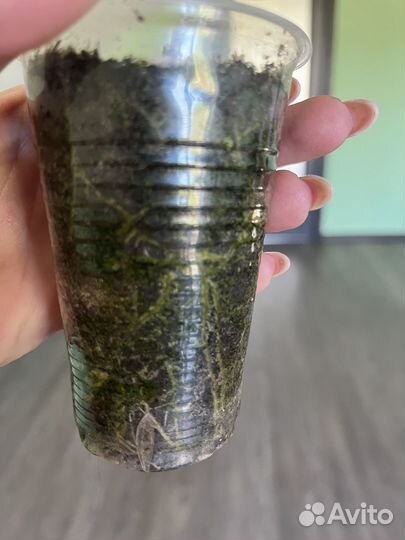 Эсхинантус жар птица