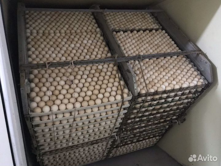 Суточные цыплята