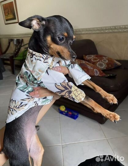 Рубашка для собаки