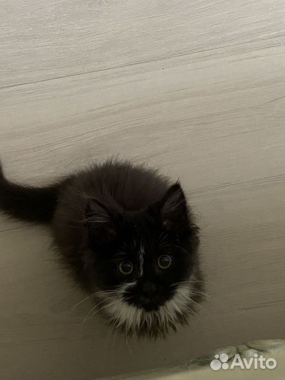 Котенок в дар бесплатно