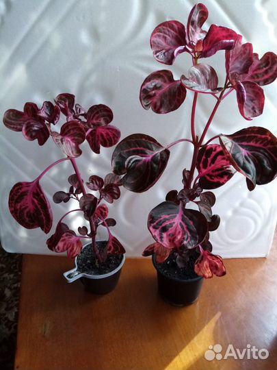 Комнатные растения