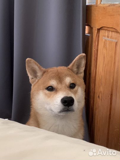 Кобель на вязку. сиба-ину