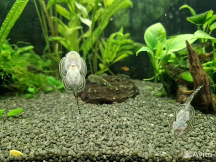 Большой аквариум на 100 л с крышкой. С рыбками