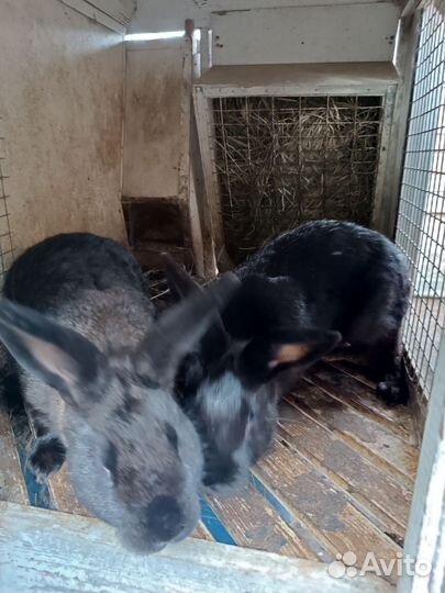 Кролики мясных пород