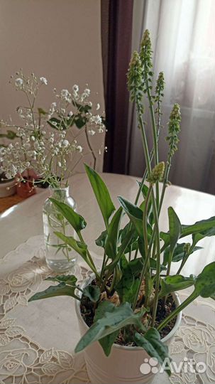 Комнатное растение луковичное цветущее Дримиопсис