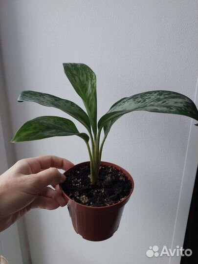 Аглаонема гринлайт, greenlight