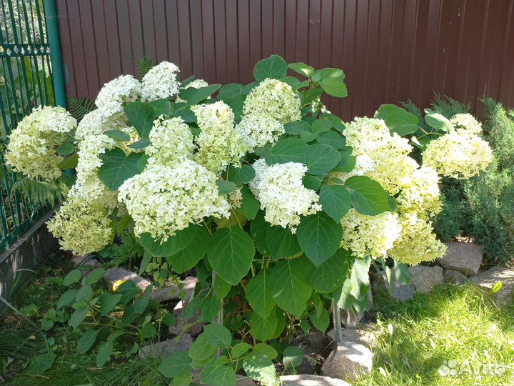 Гортензия древовидная Анабель