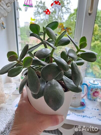 Толстянка Денежное дерево, комнатные цветы