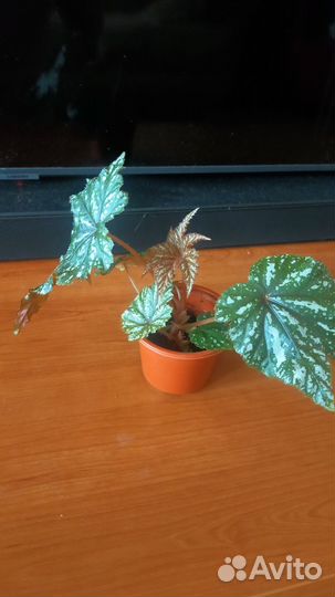 Бегония Грифон