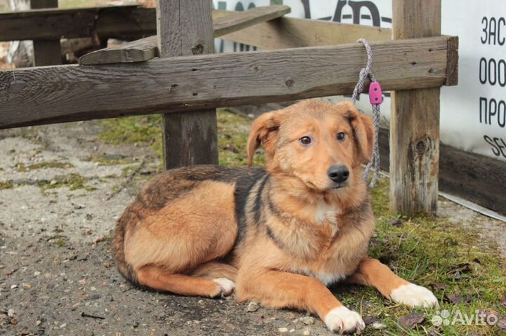 Собака из приюта в добрые руки. Питер