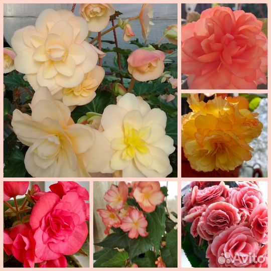 Бегония элатиор и ампельные