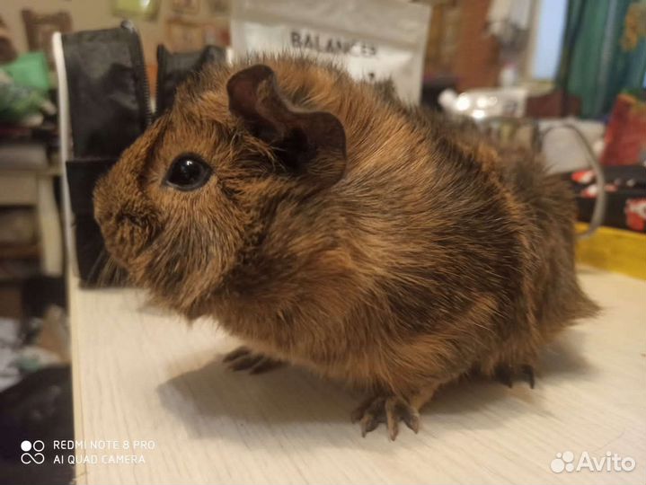 Морская свинка мальчики - Рожденные в Рождество