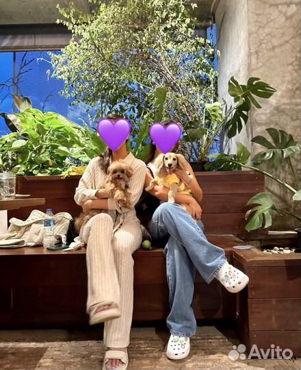 Мальтипу микро f1 мини выпускница N1 Russia миши