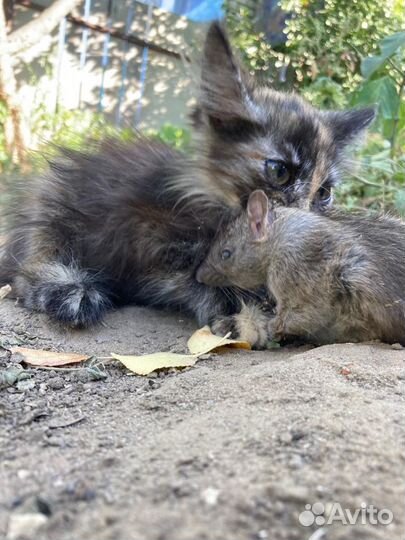 Котята бесплатно