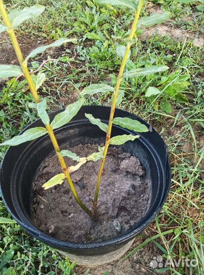 Ива хакуро нишики