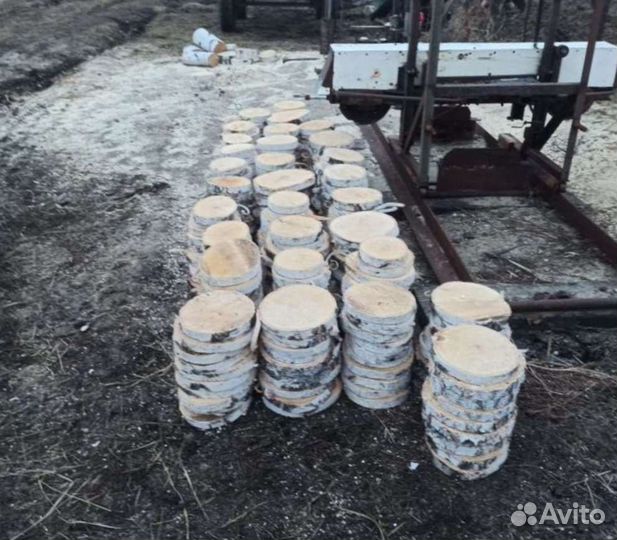 Спилы березовые