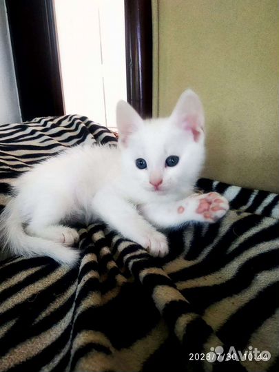 Котятки 2 месяца ищут домик и любящих хозяев