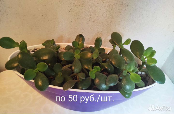 Крассулы разные, перфората, овата, голлум