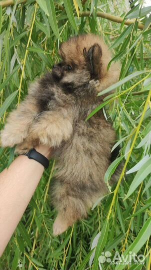 Щенок шпица