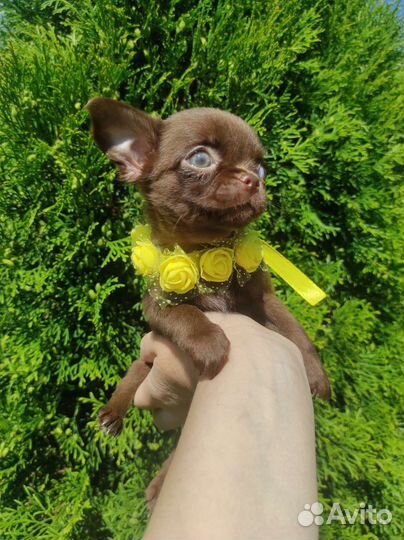 Лиловые и шоколадные щенки чихуахуа