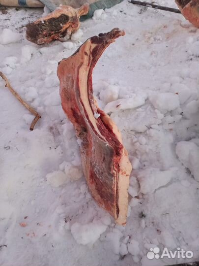 Продам мясо конина