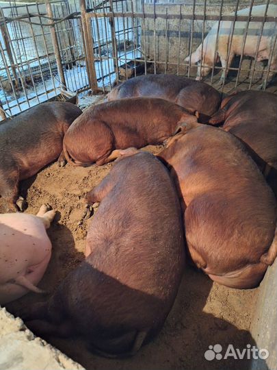 Свиньи откорм