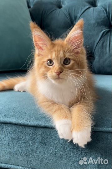 Мейн кун девочка