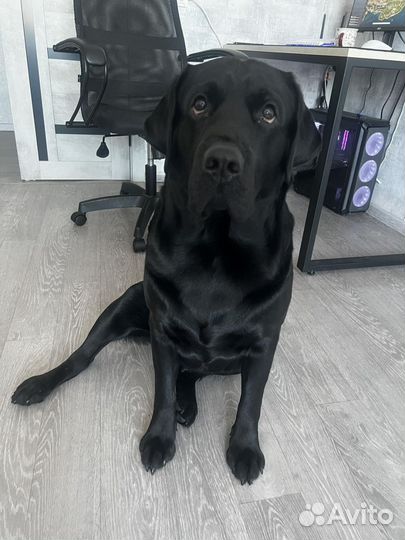 Кобель лабрадора вязка