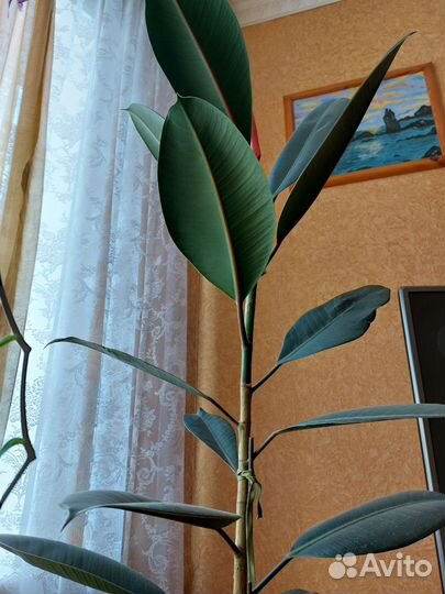 Фикус каучуконосный Абиджан