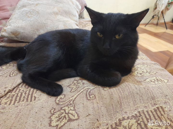 Котенок девочка и кошка