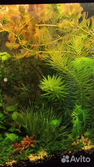 Аквариумные растения
