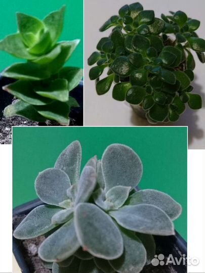 Суккуленты разные