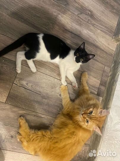 Отдам котенка в добрые руки