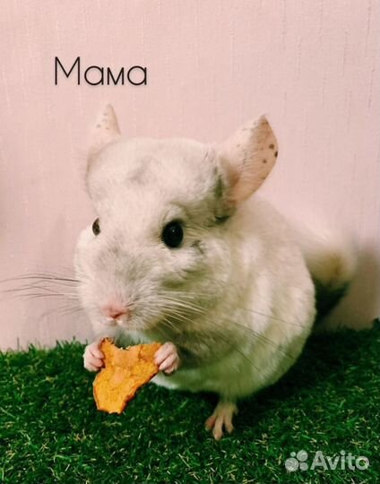Шиншилла девочка 3 мес